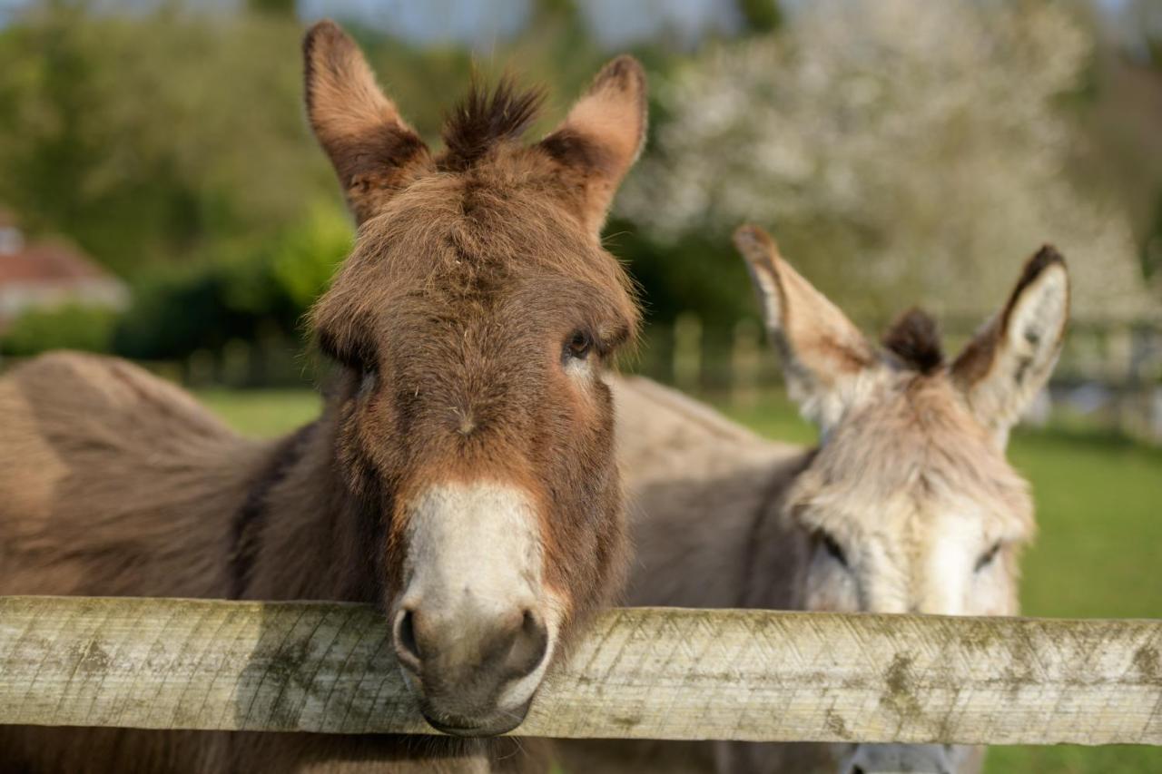 Luccombe Farm Holiday Cottages Milton Abbas 외부 사진
